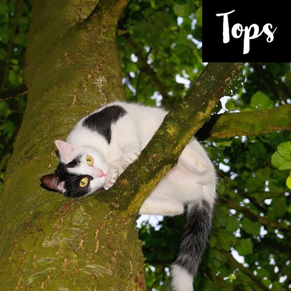 Tops - Picture 1 of 1